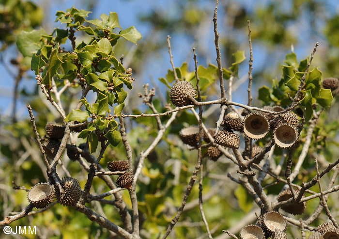 Quercus coccifera