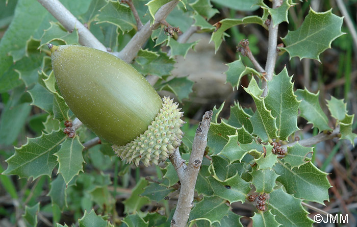 Quercus coccifera