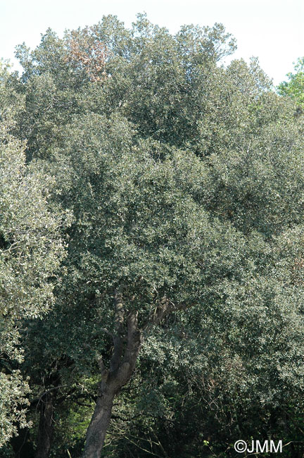 Quercus ilex subsp. ilex