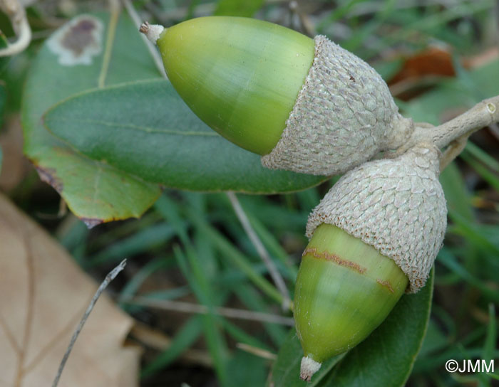 Quercus ilex subsp. ilex