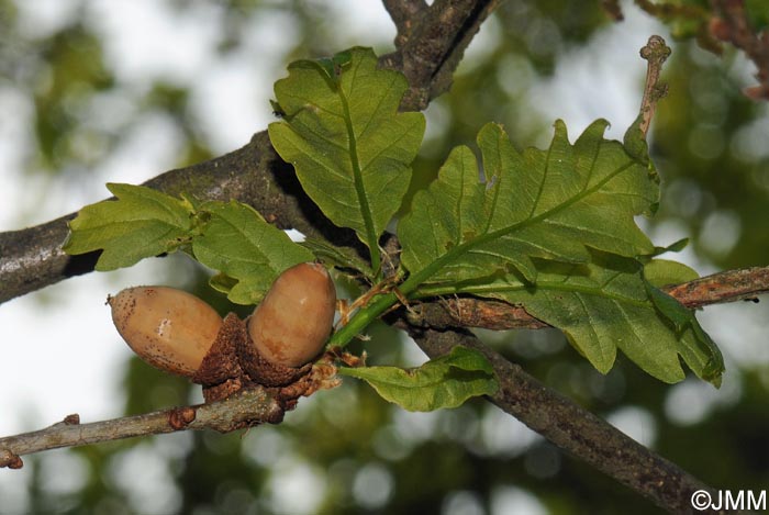 Quercus petraea = Quercus sessiliflora