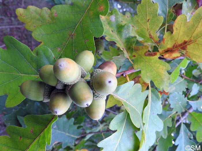 Quercus petraea = Quercus sessiliflora
