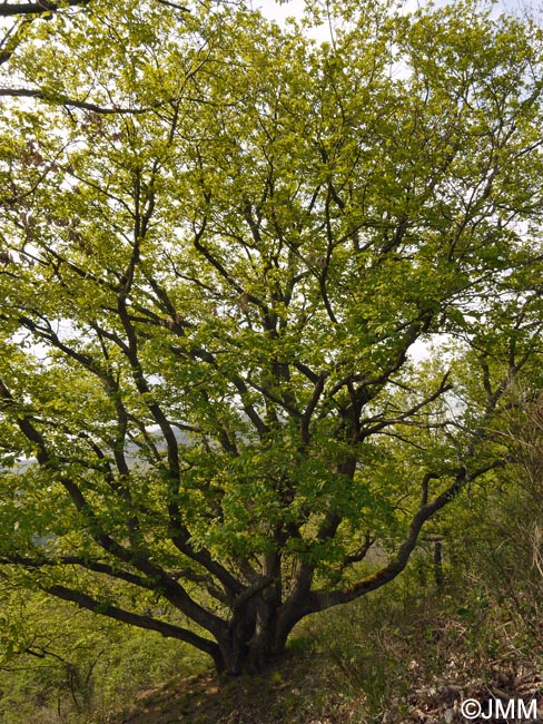 Quercus petraea = Quercus sessiliflora