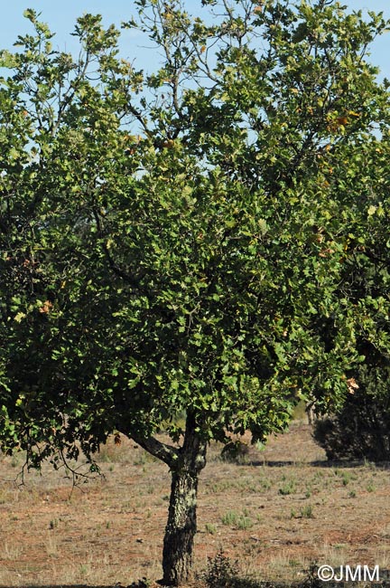 Quercus pubescens