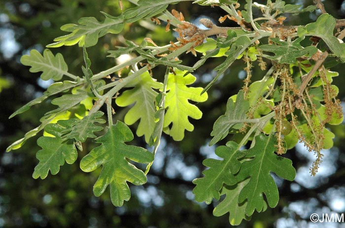 Quercus pubescens