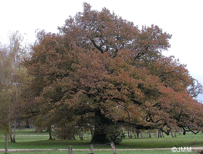 Quercus robur