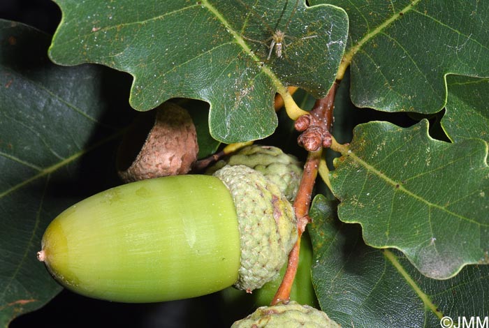 Quercus robur