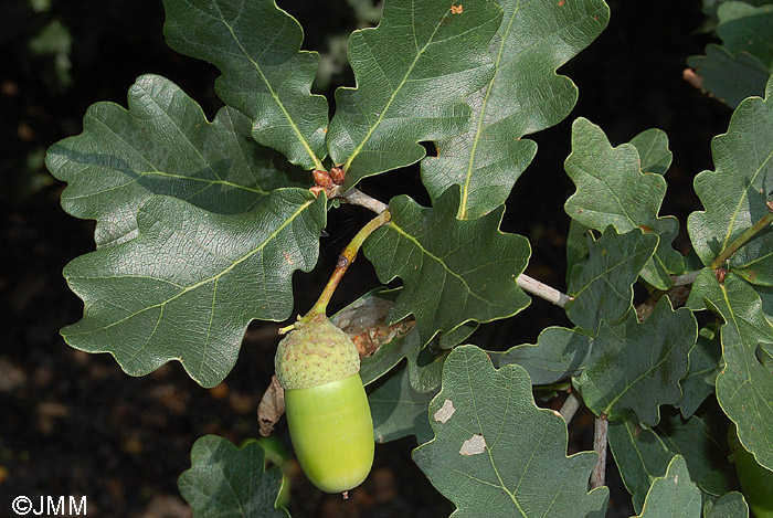 Quercus robur