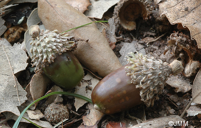 Quercus suber