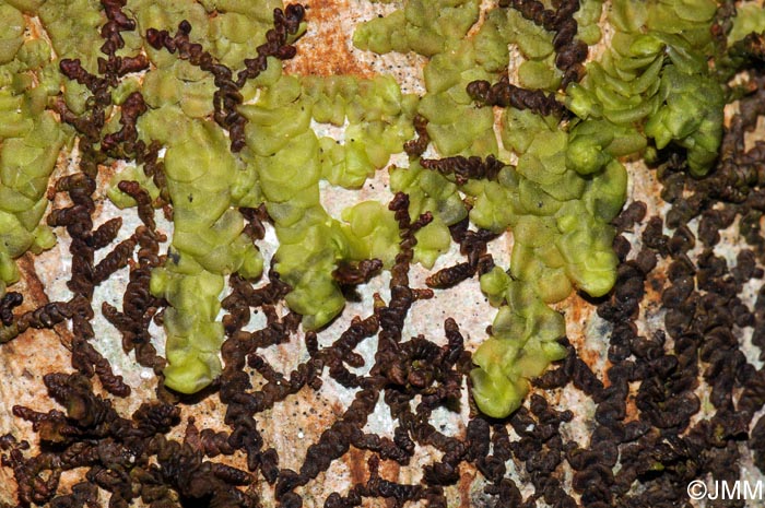 Radula complanata & Frullania dilatata