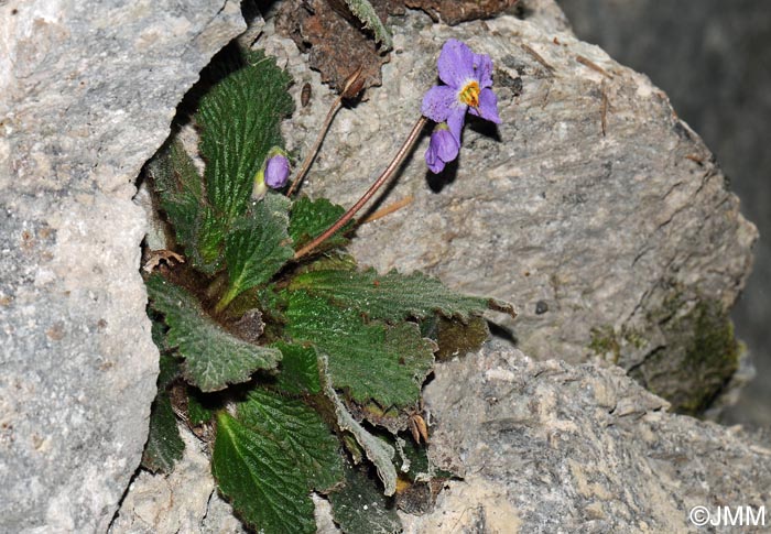 Ramonda myconi = Ramonda pyrenaica