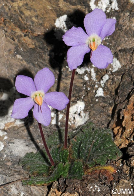 Ramonda myconi = Ramonda pyrenaica