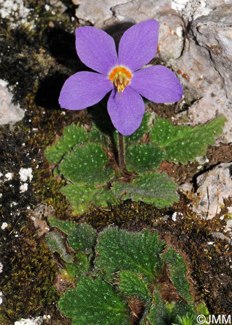 Ramonda myconi = Ramonda pyrenaica