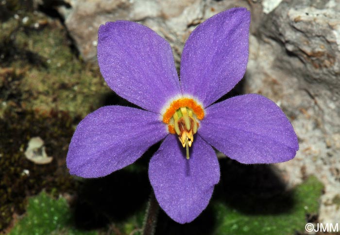 Ramonda myconi = Ramonda pyrenaica