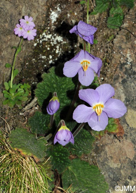 Ramonda myconi & Erinus alpinus