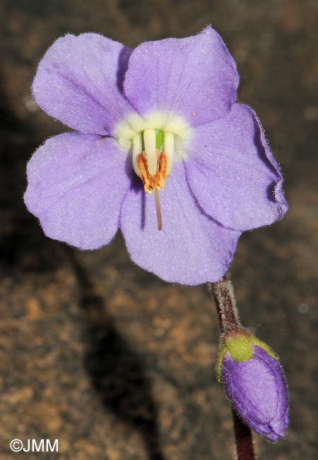 Ramonda myconi = Ramonda pyrenaica