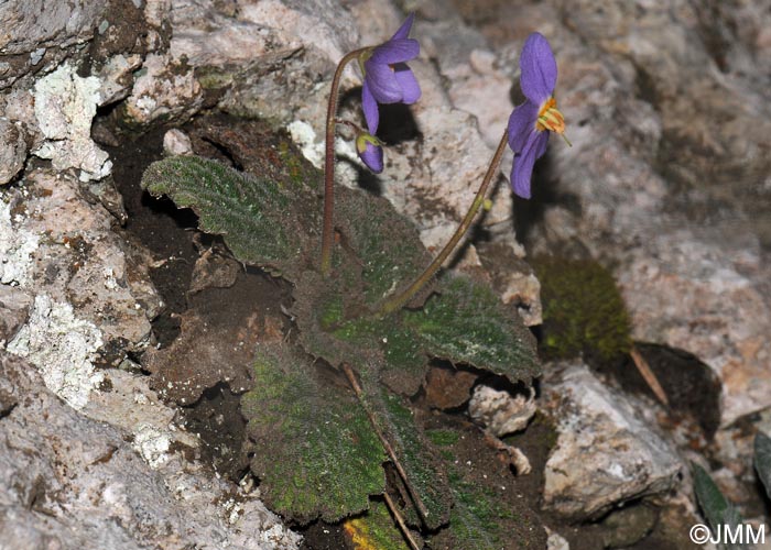 Ramonda myconi = Ramonda pyrenaica