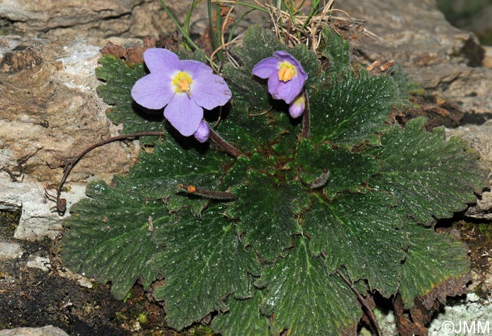 Ramonda myconi = Ramonda pyrenaica