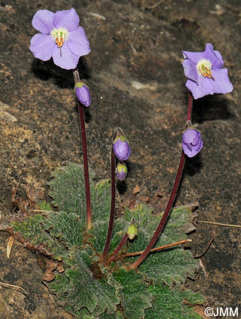 Ramonda myconi = Ramonda pyrenaica