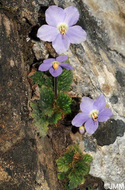 Ramonda myconi = Ramonda pyrenaica