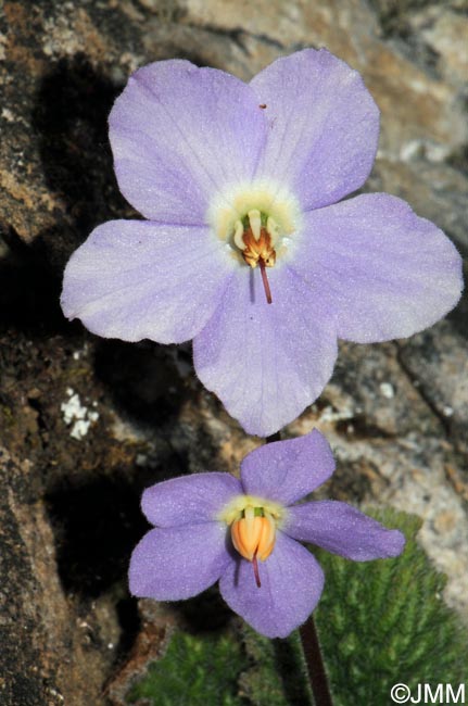 Ramonda myconi = Ramonda pyrenaica