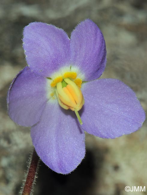 Ramonda myconi = Ramonda pyrenaica