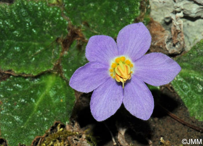 Ramonda myconi = Ramonda pyrenaica