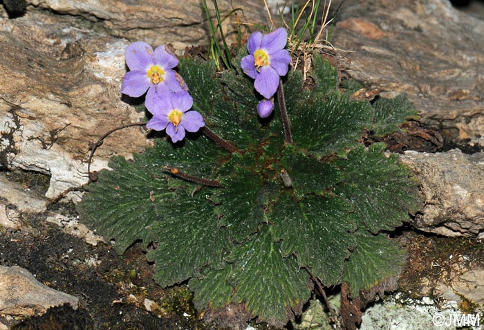 Ramonda myconi = Ramonda pyrenaica