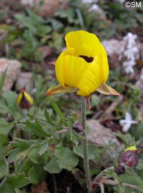 Ranunculus asiaticus
