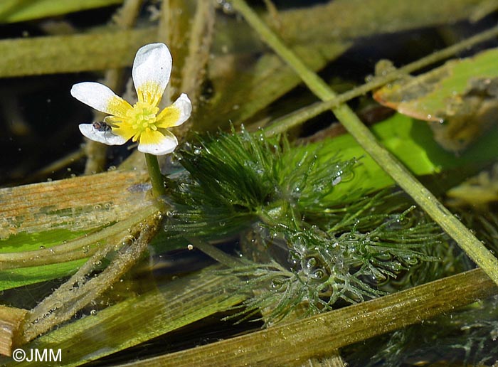 Ranunculus circinatus