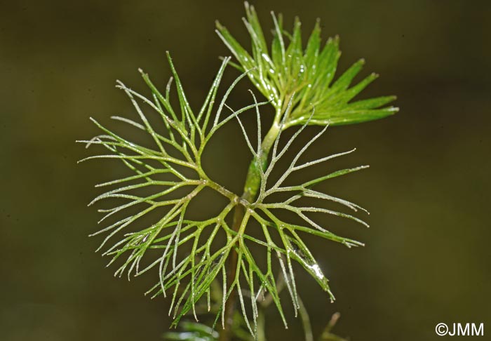 Ranunculus circinatus