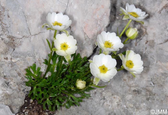 Ranunculus traunfellneri