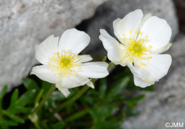 Ranunculus traunfellneri