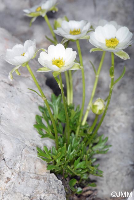 Ranunculus traunfellneri