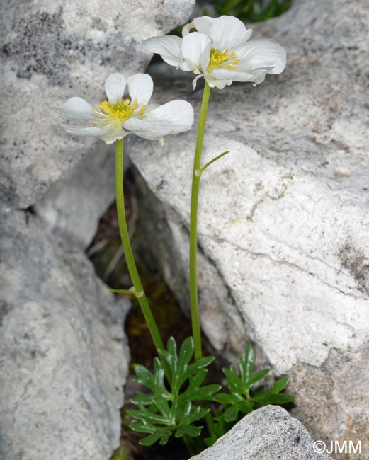 Ranunculus traunfellneri