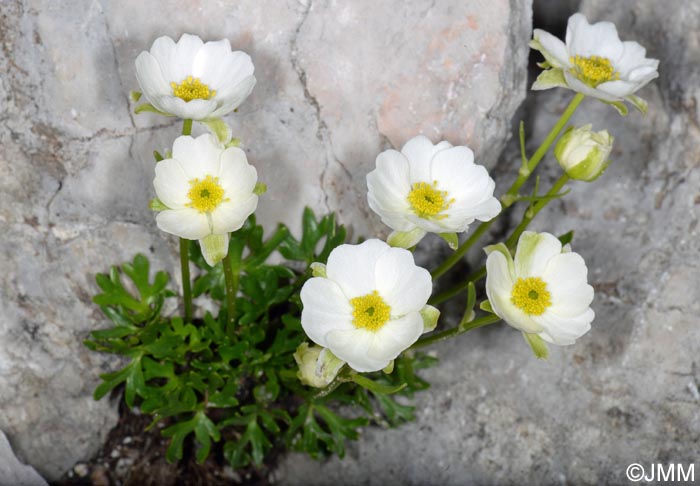 Ranunculus traunfellneri