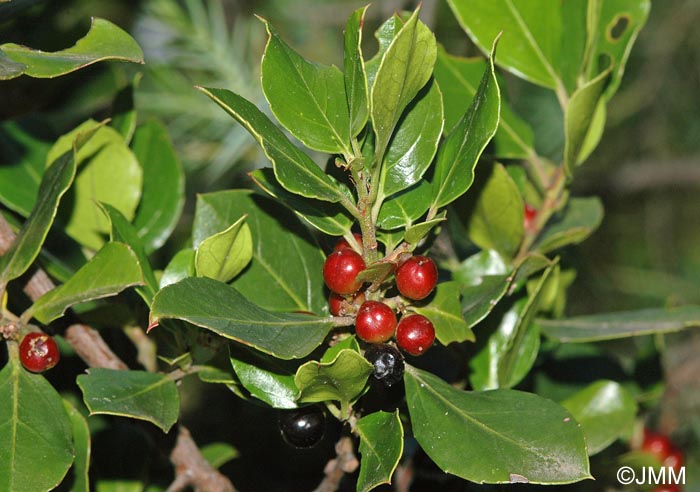 Rhamnus alaternus