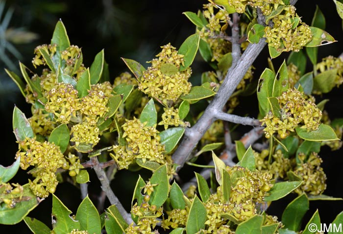 Rhamnus alaternus