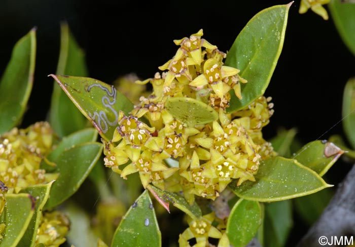 Rhamnus alaternus