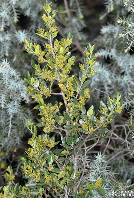 Rhamnus alaternus