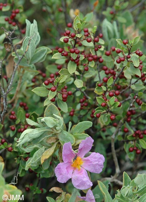 Rhamnus alaternus & Cistus albidus