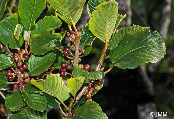 Rhamnus alpina