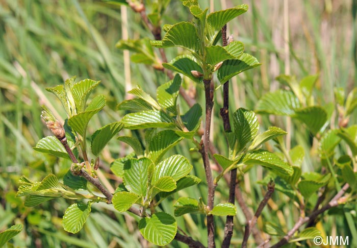 Rhamnus alpina