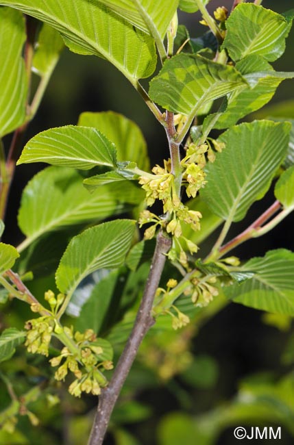 Rhamnus alpina