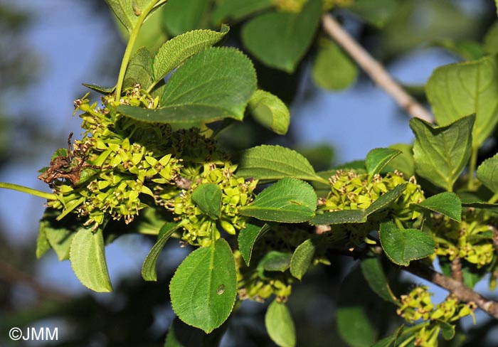 Rhamnus cathartica