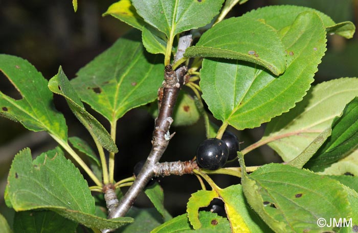 Rhamnus cathartica