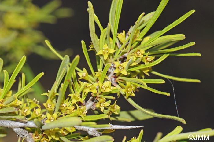 Rhamnus lycioides