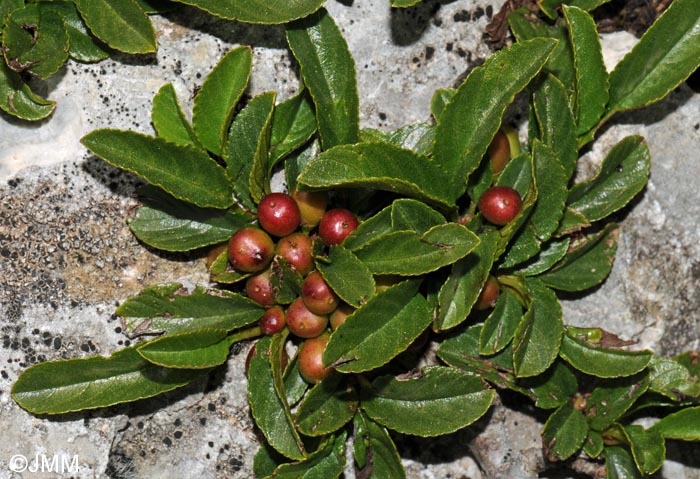 Rhamnus pumila