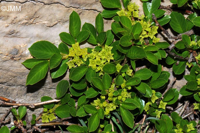 Rhamnus pumila