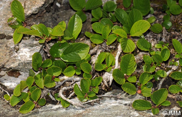 Rhamnus pumila